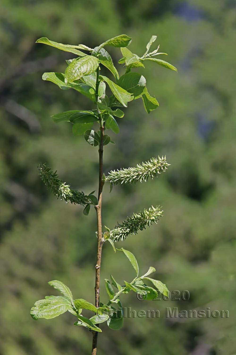 Salix appendiculata