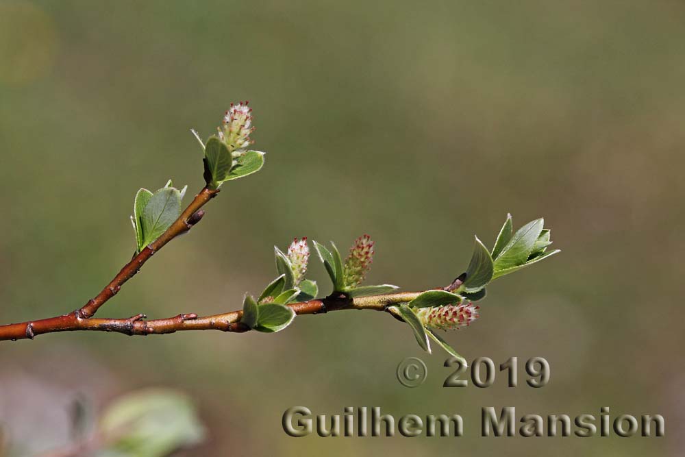 Salix breviserrata