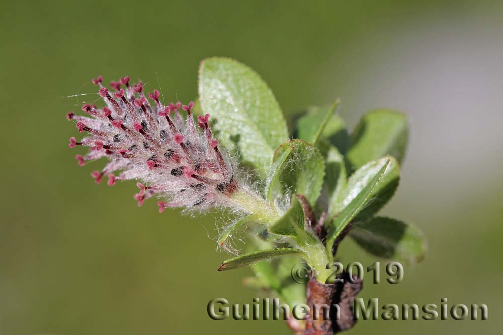 Salix breviserrata