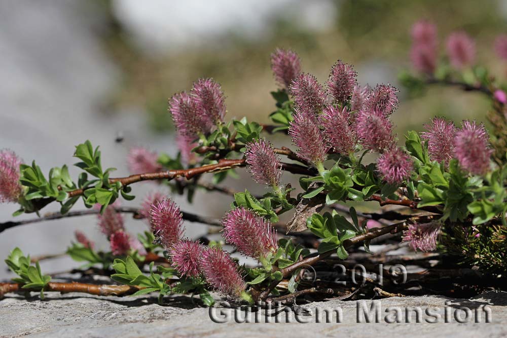 Salix breviserrata