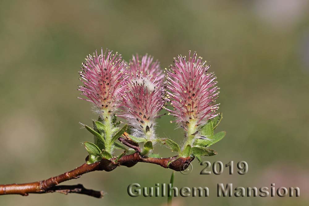 Salix breviserrata