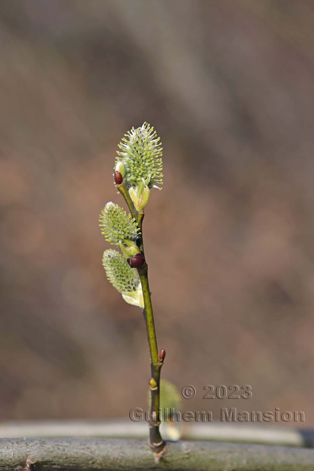 Salix caprea