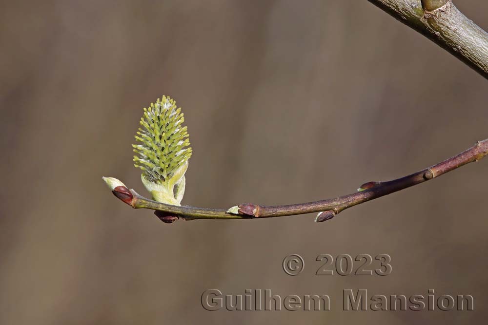 Salix caprea