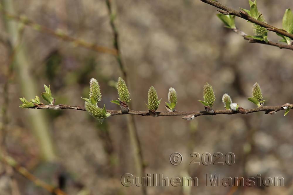 Salix cf myrsinifolia