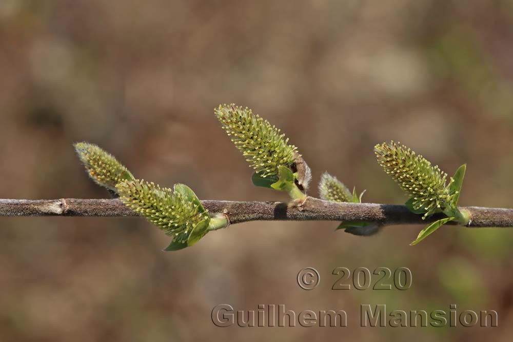 Salix cf myrsinifolia