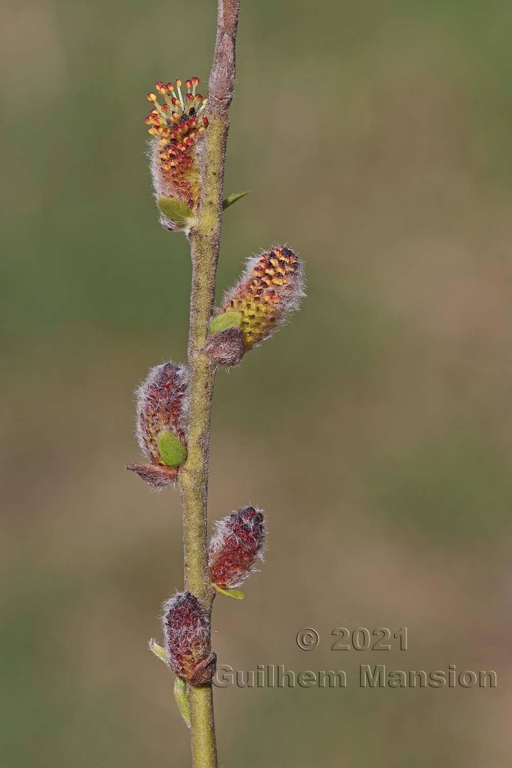 Salix myrsinifolia