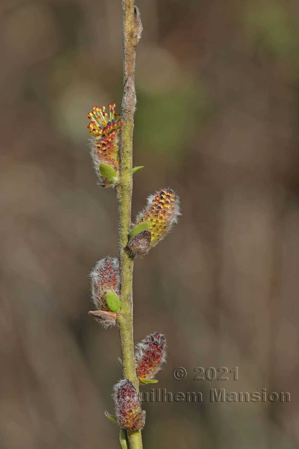 Salix myrsinifolia