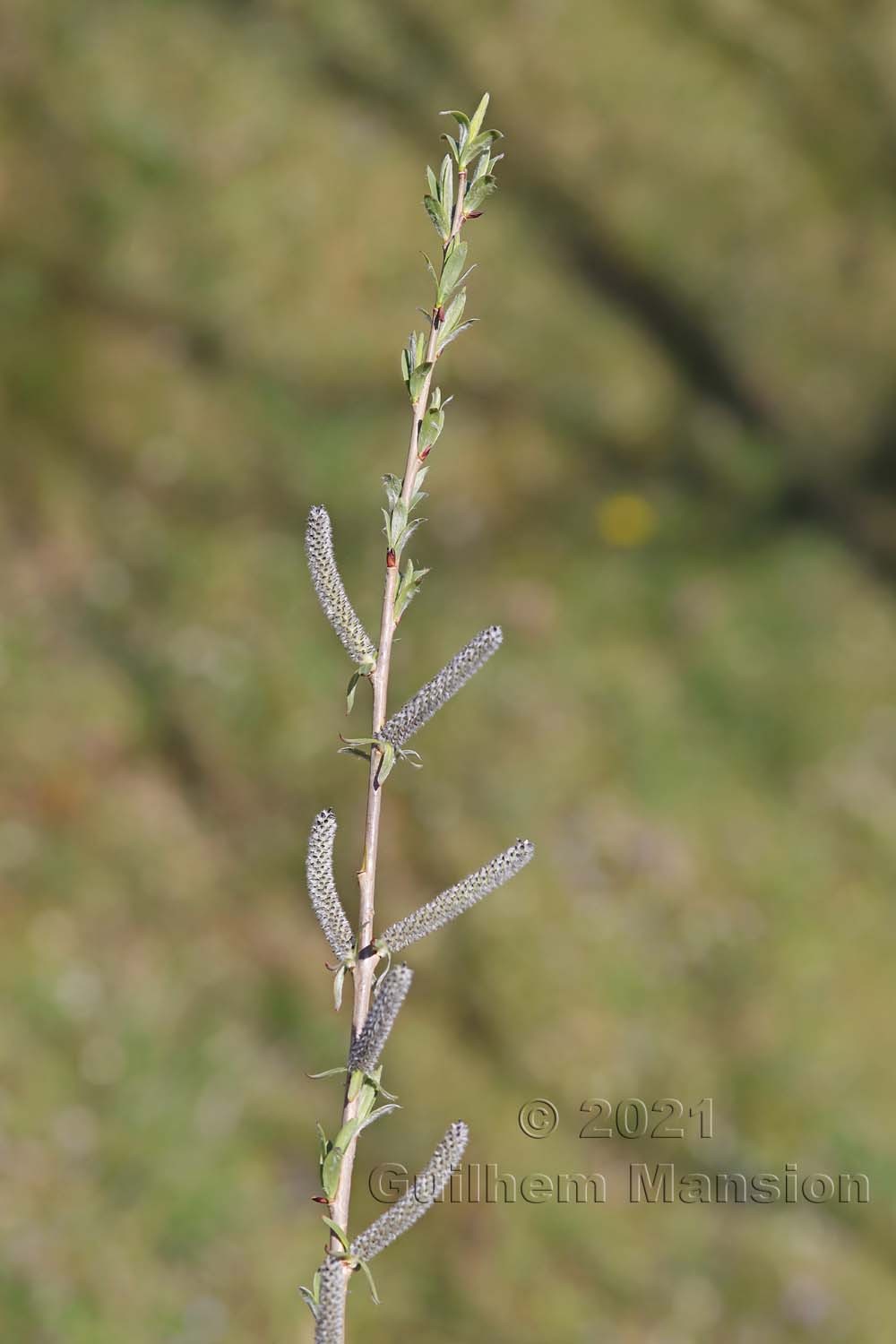 Salix purpurea