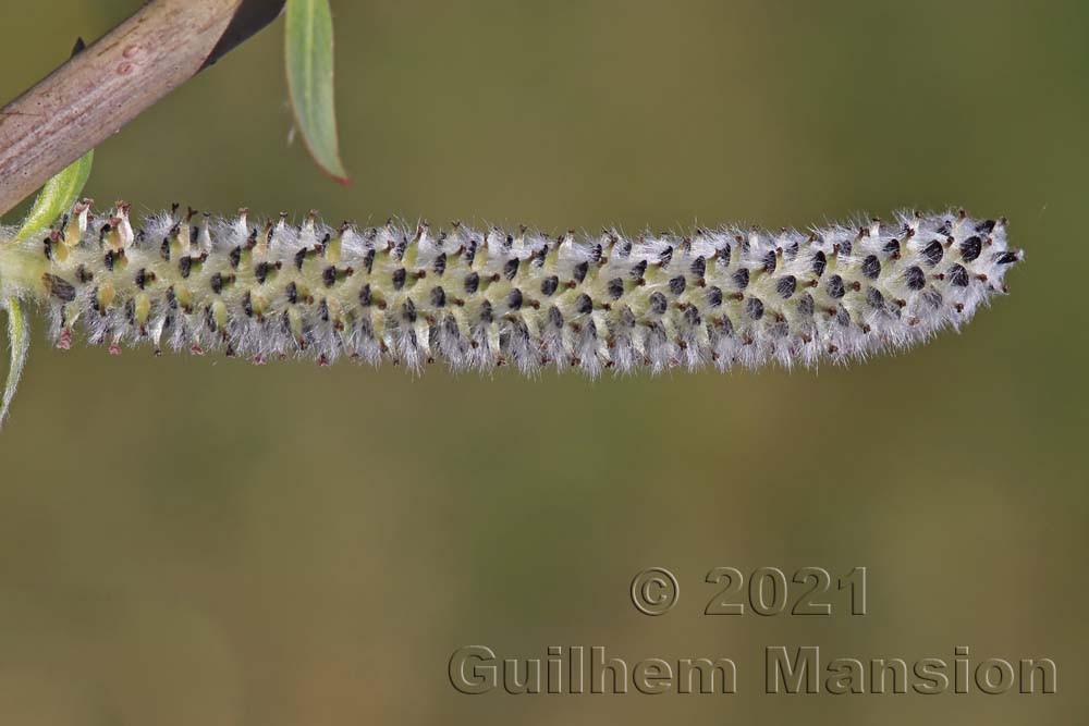 Salix purpurea