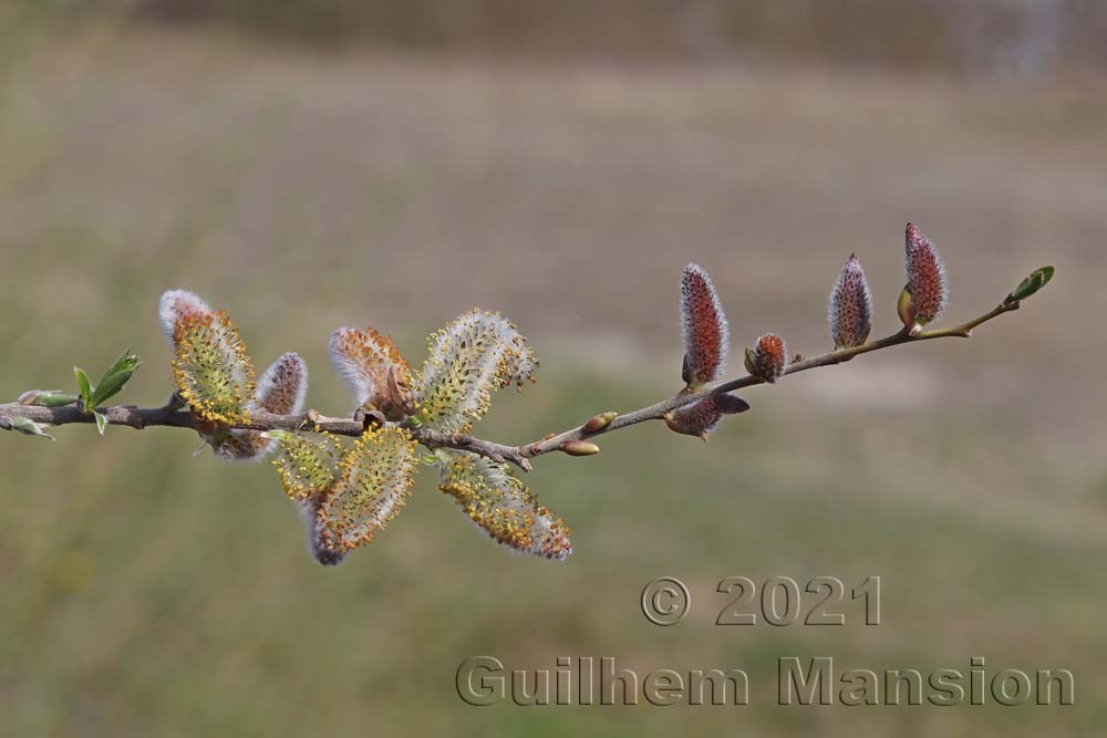 Salix cinerea