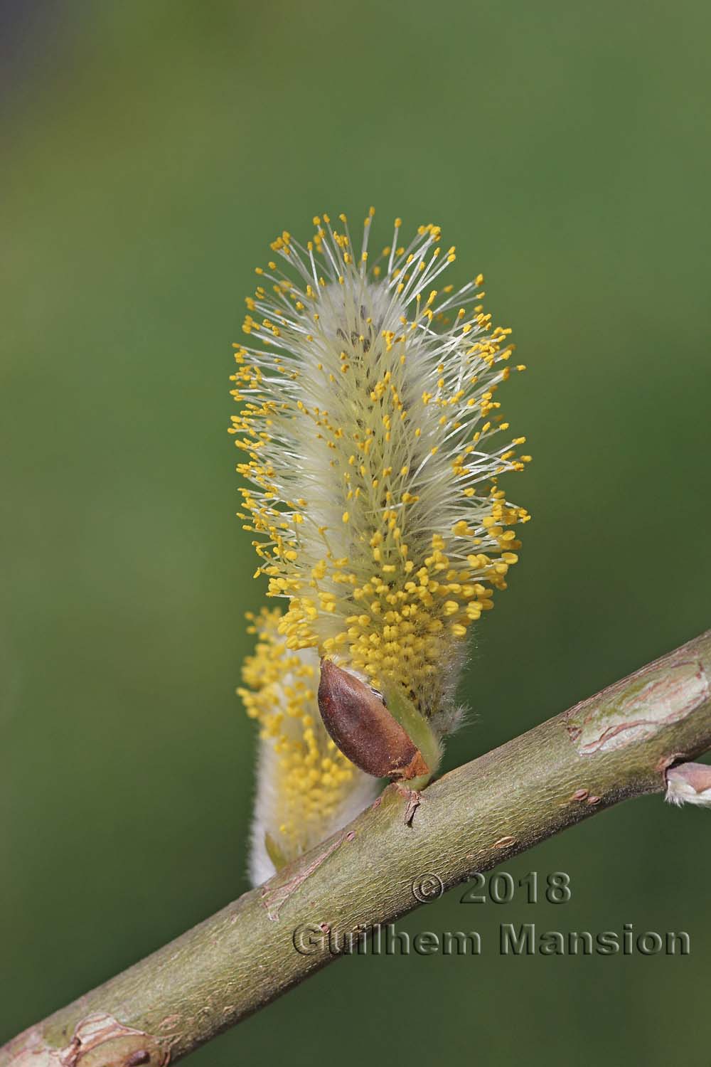 Salix cinerea