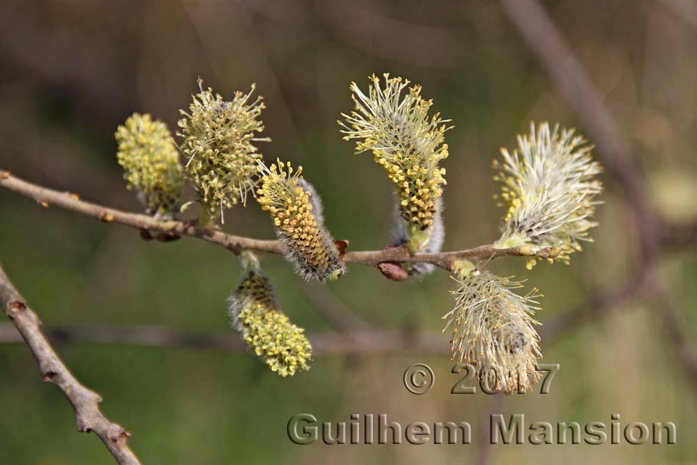 Salix cinerea