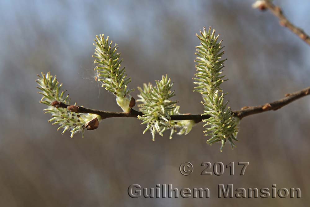 Salix cinerea