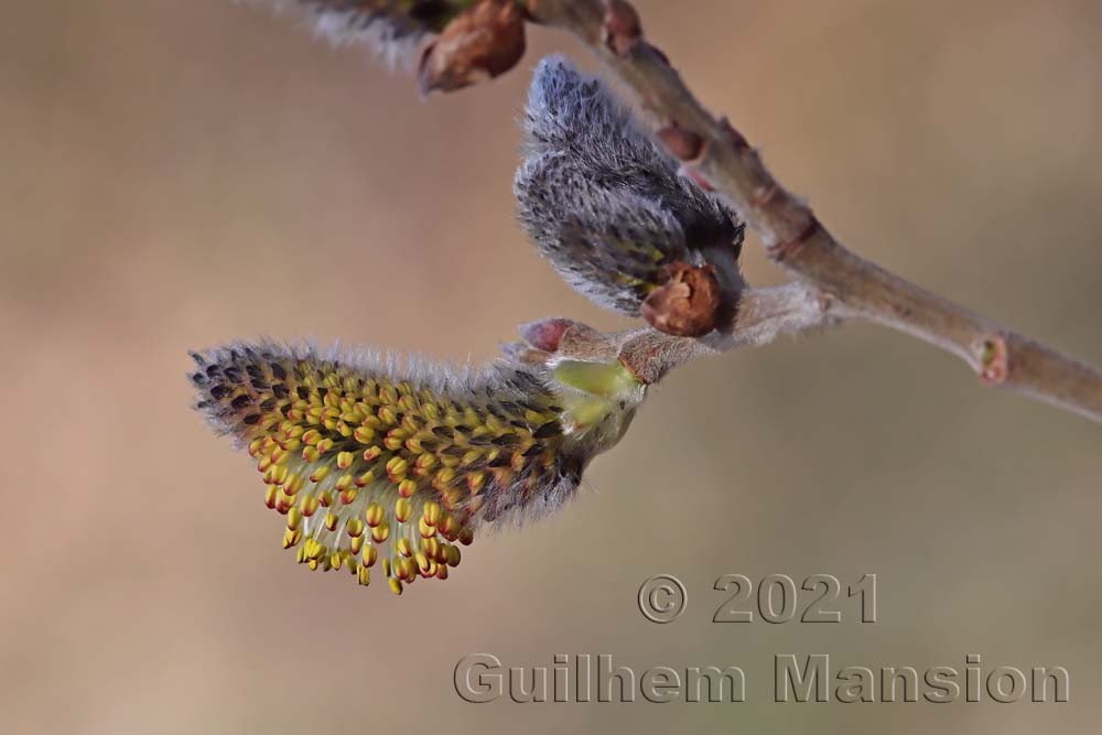 Salix cinerea