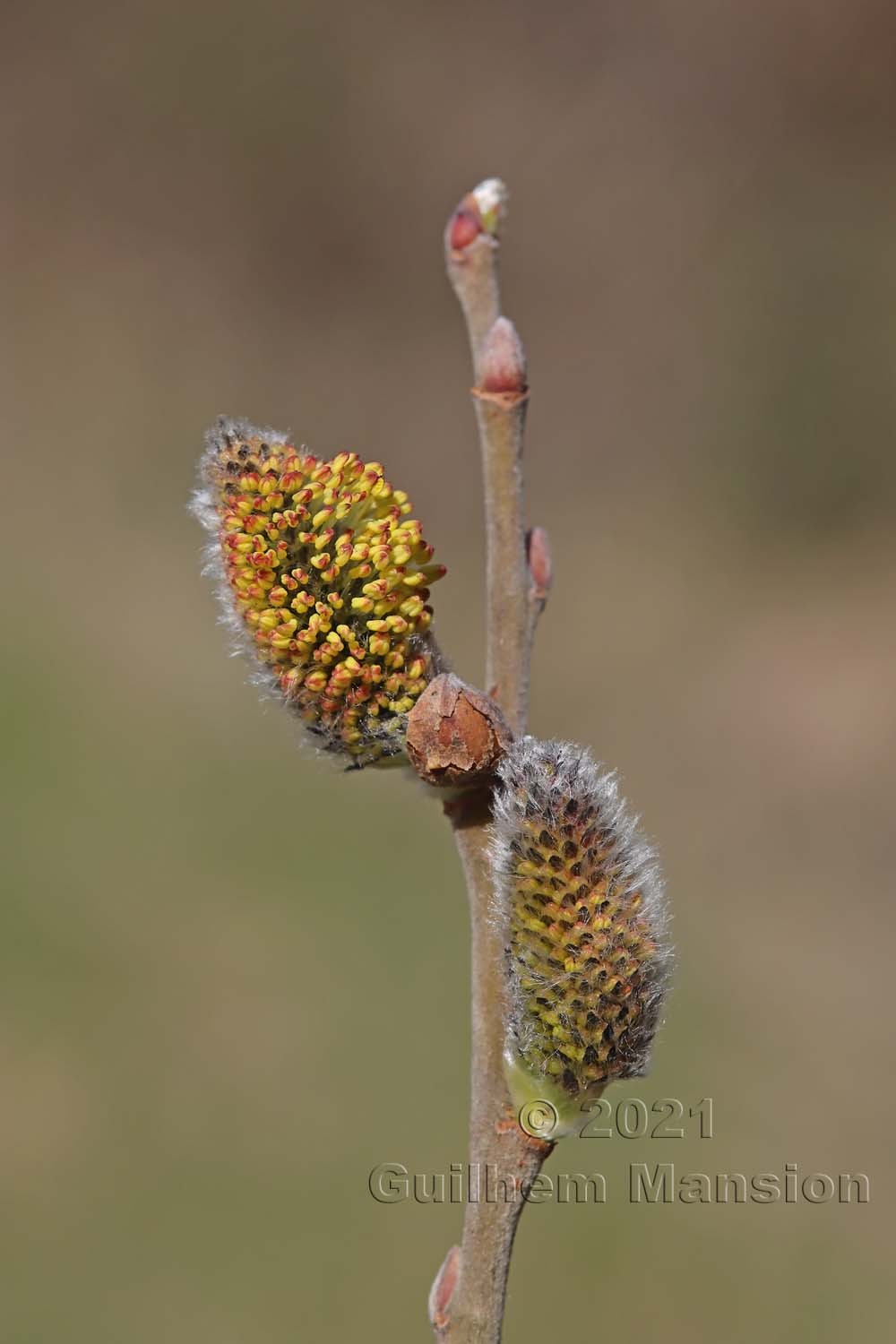 Salix cinerea