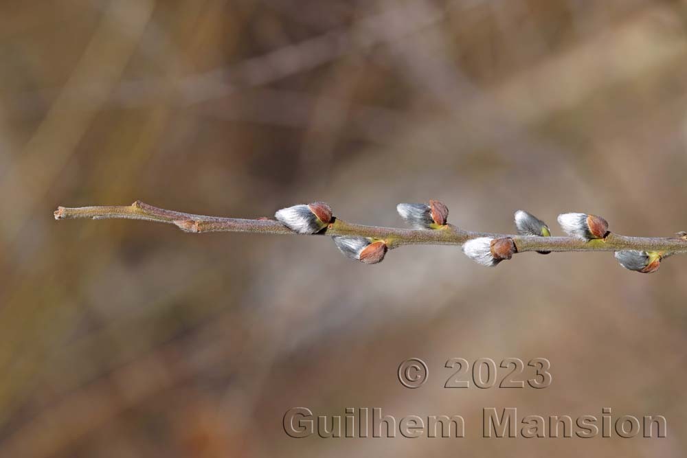 Salix cinerea