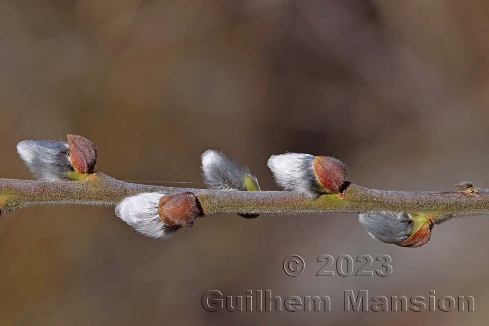 Salix cinerea