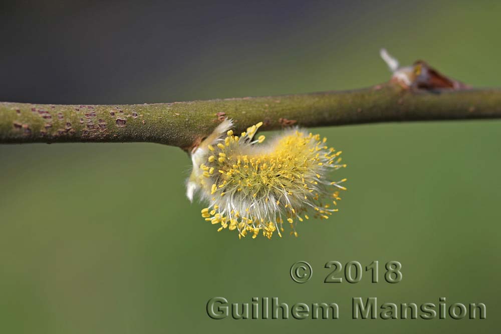 Salix cinerea