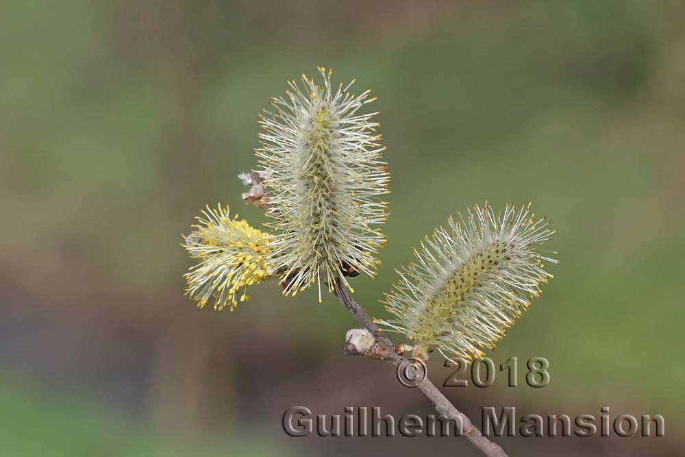 Salix cinerea