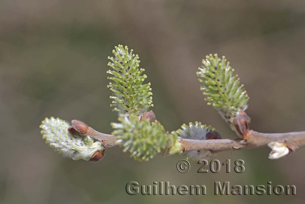 Salix cinerea