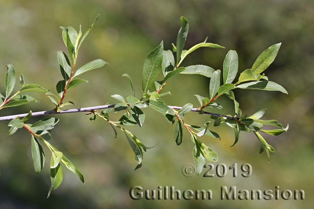 Salix daphnoides