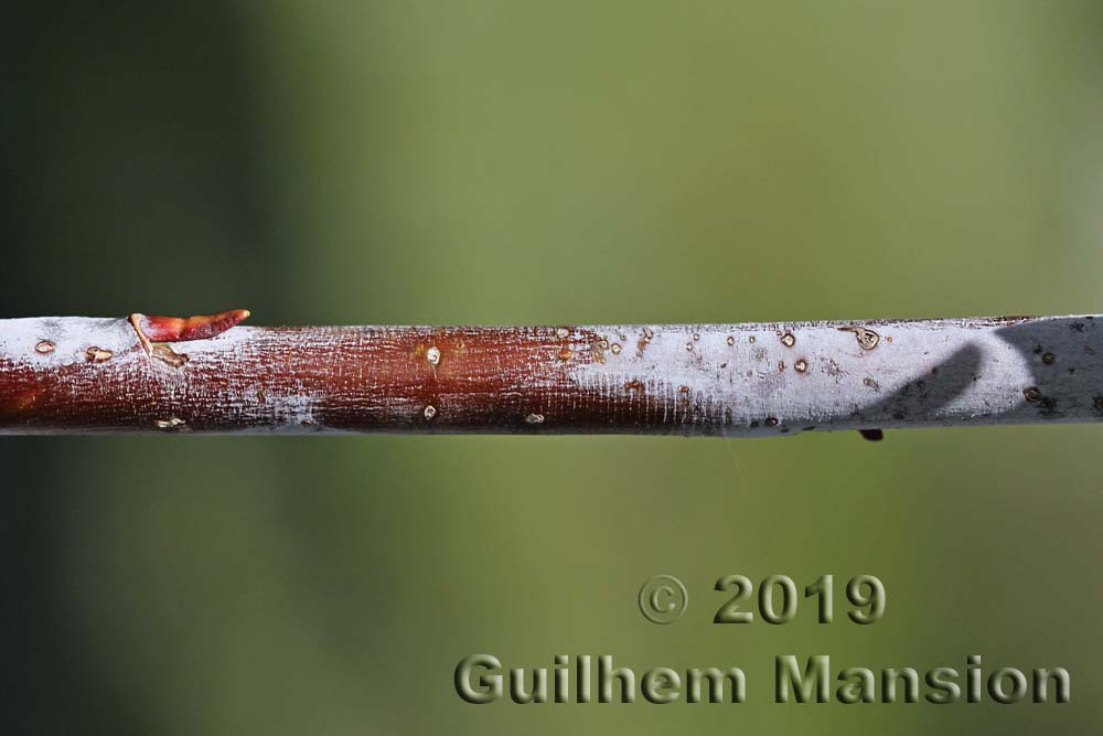 Salix daphnoides