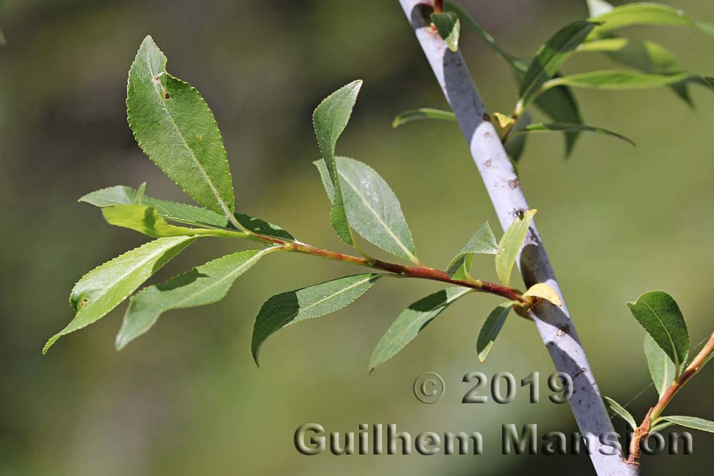 Salix daphnoides