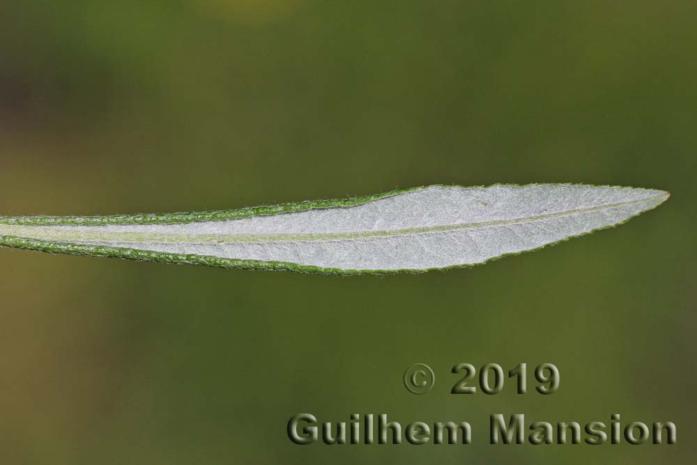 Salix eleagnoides