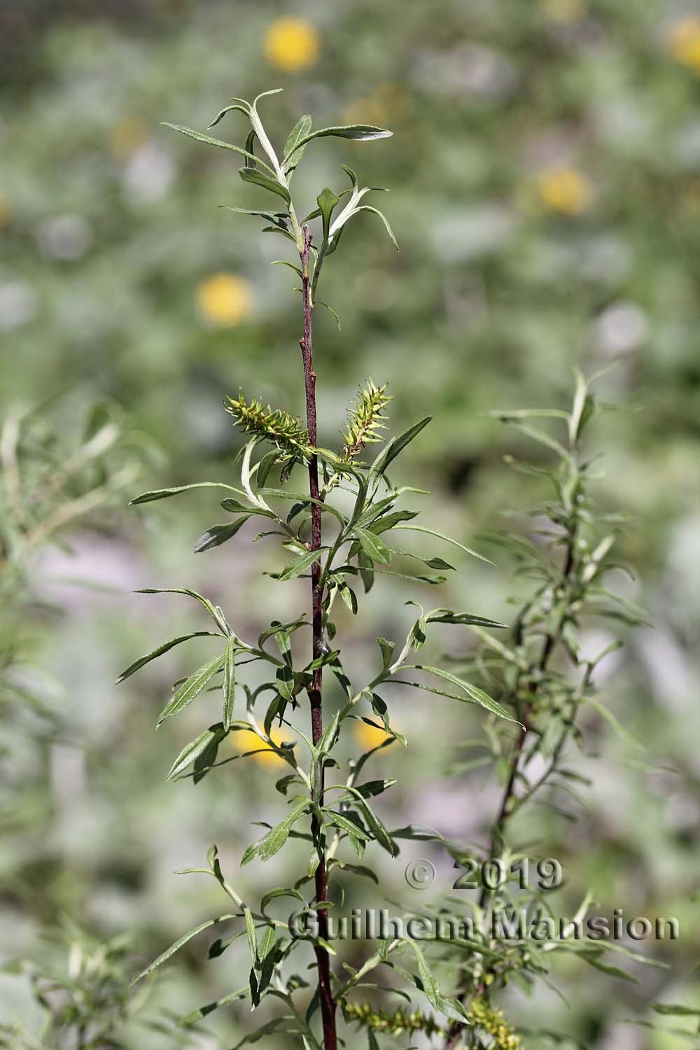 Salix eleagnoides