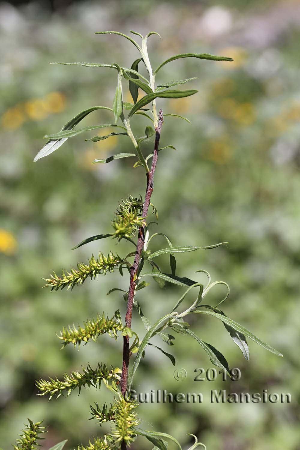 Salix eleagnoides