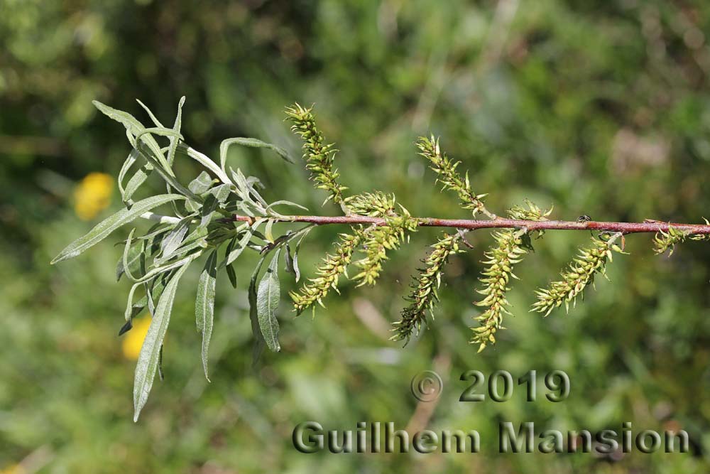 Salix eleagnoides