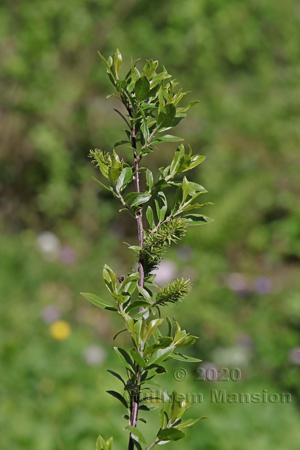 Salix foetida