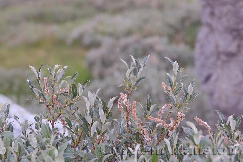 Salix glaucosericea