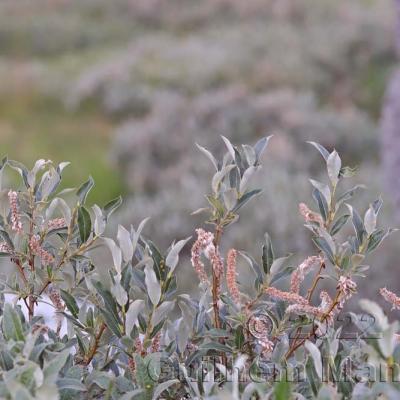 Salix glaucosericea