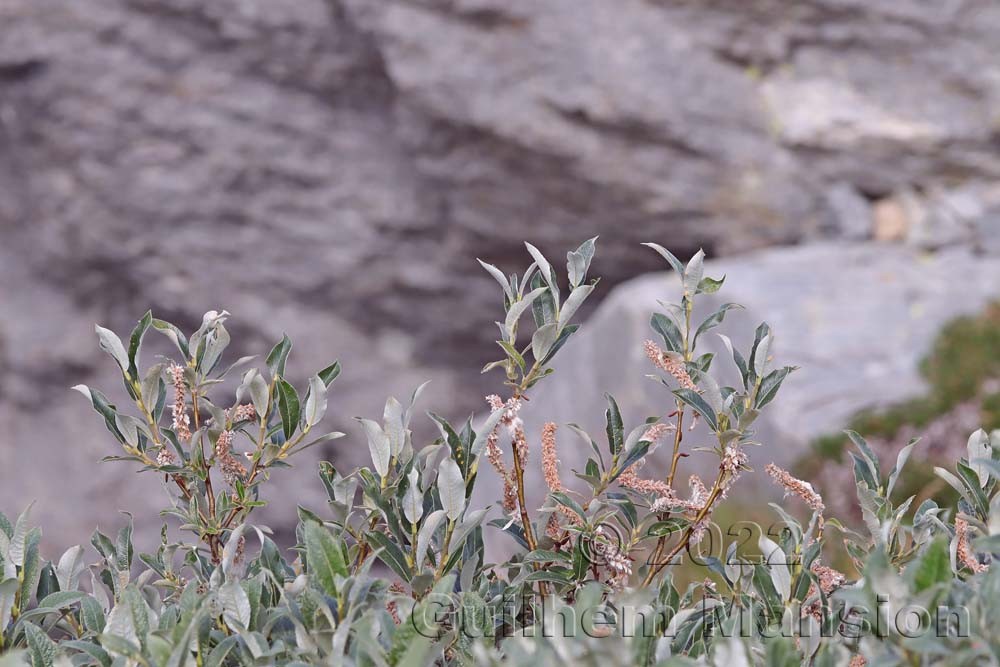 Salix glaucosericea