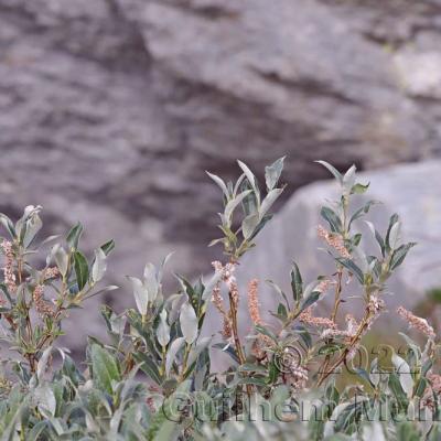 Salix glaucosericea