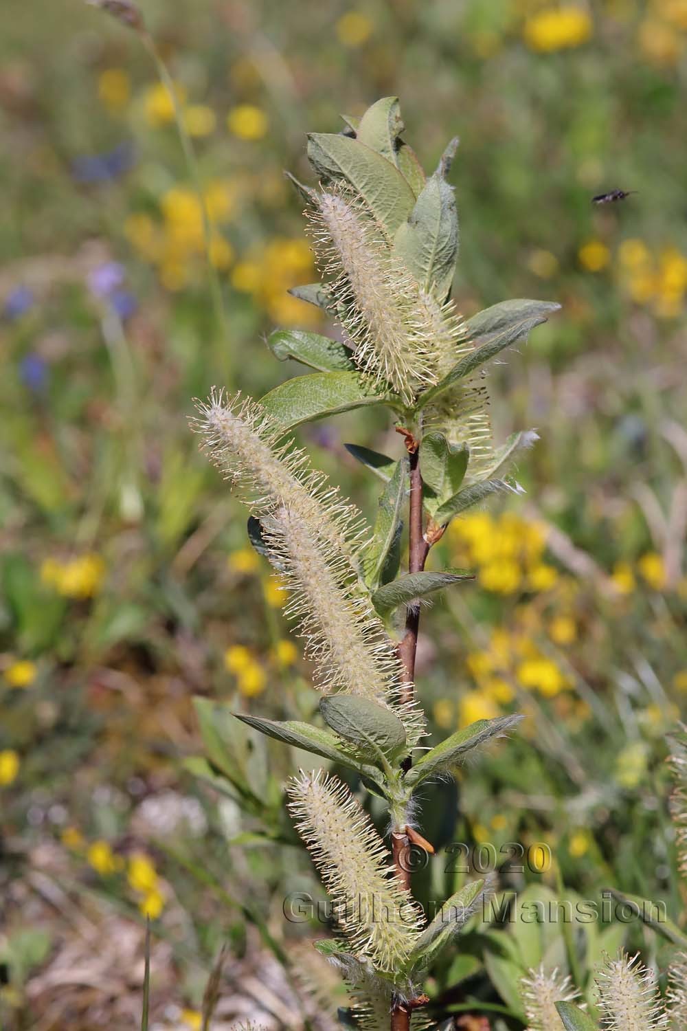 Salix hastata