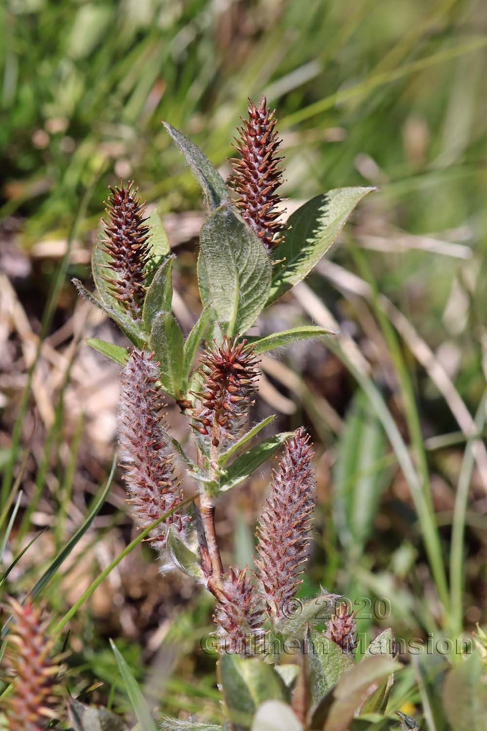 Salix hastata