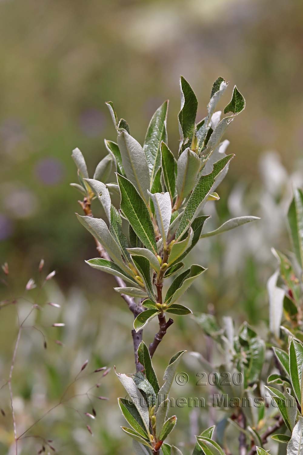 Salix helvetica