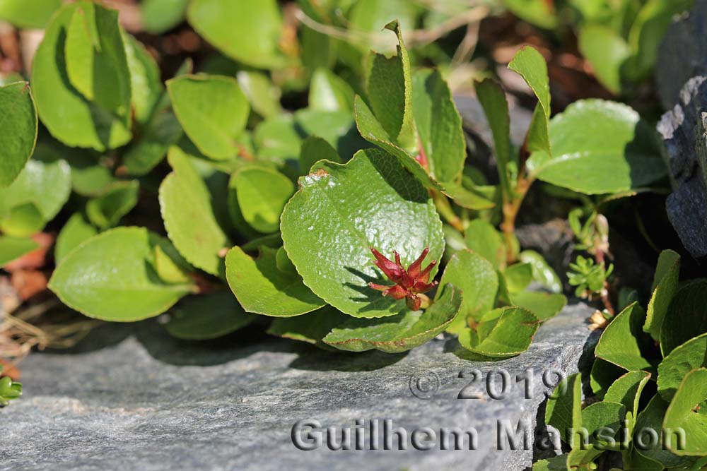 Salix herbacea