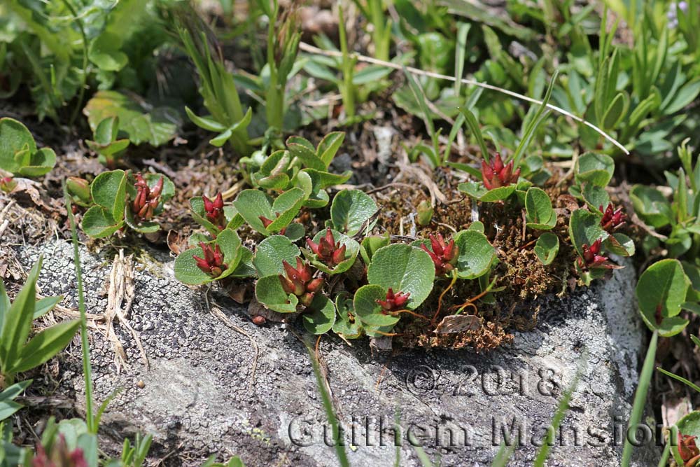 Salix herbacea