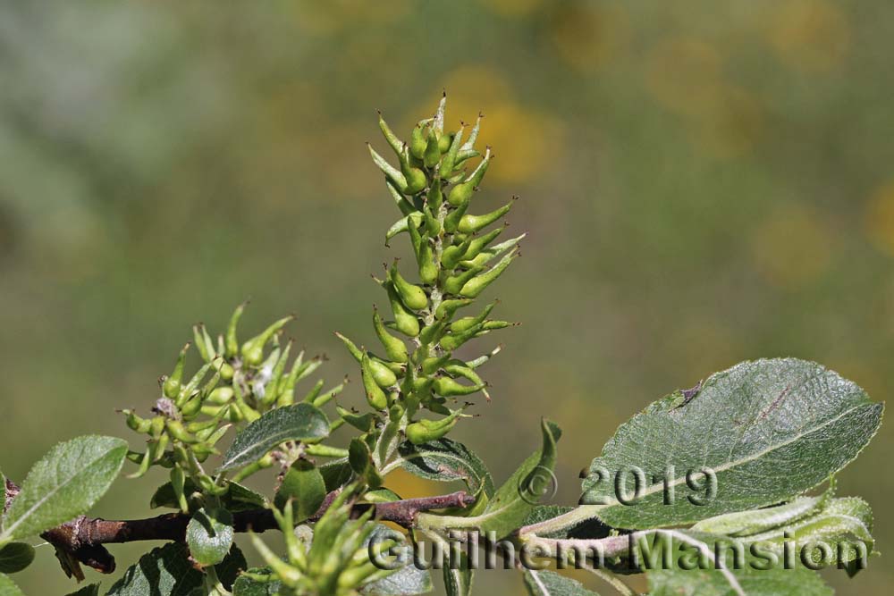 Salix myrsinifolia