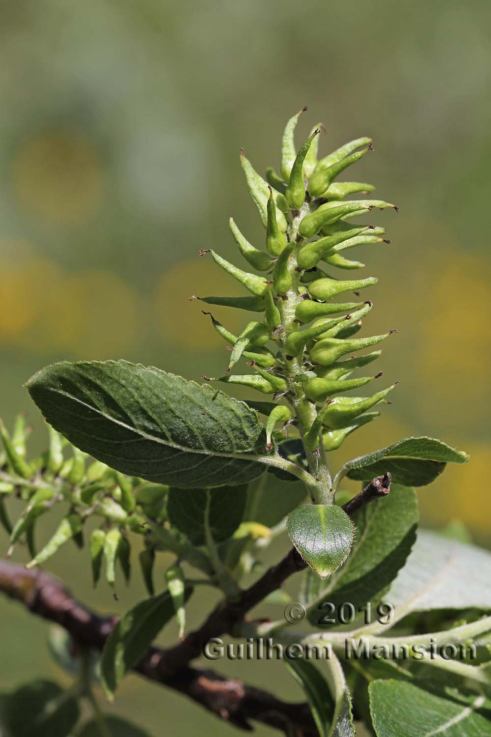 Salix myrsinifolia