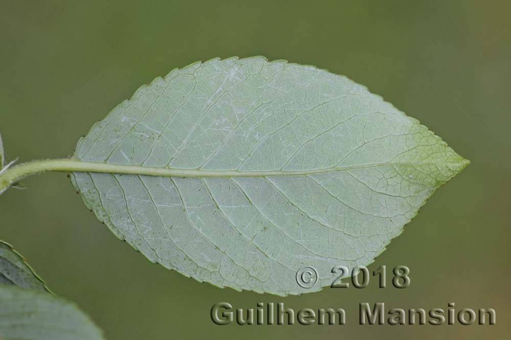 Salix myrsinifolia