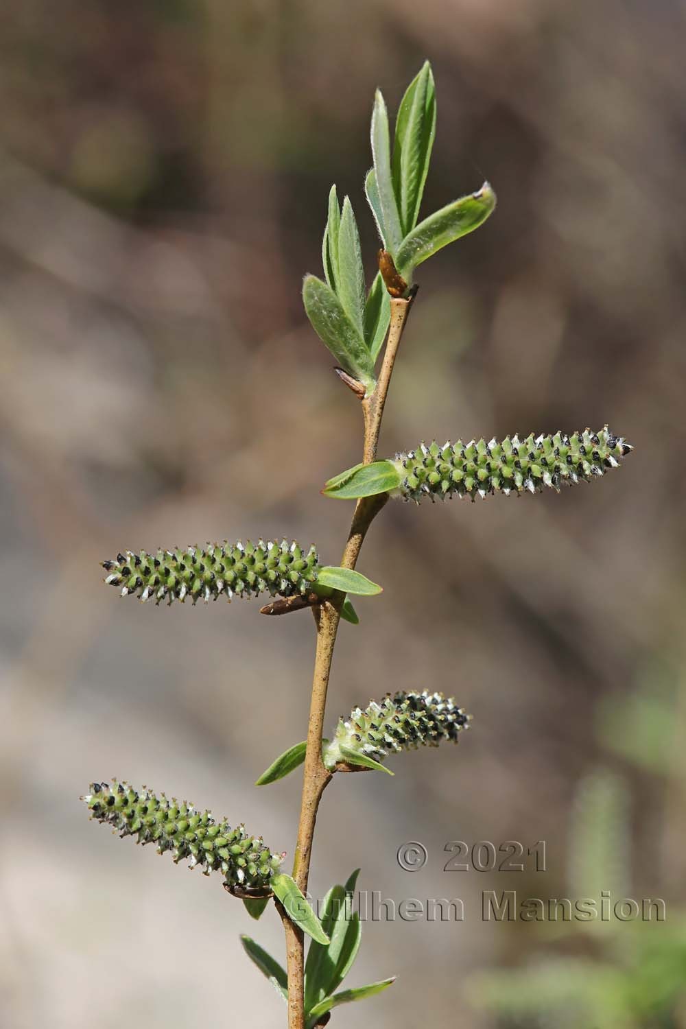 Salix purpurea