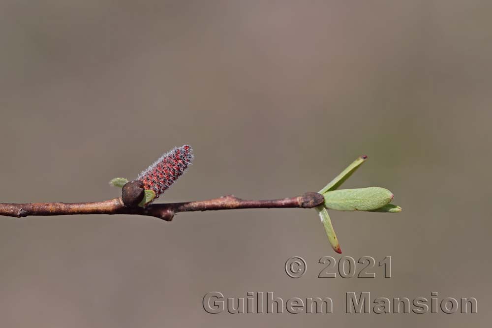 Salix purpurea