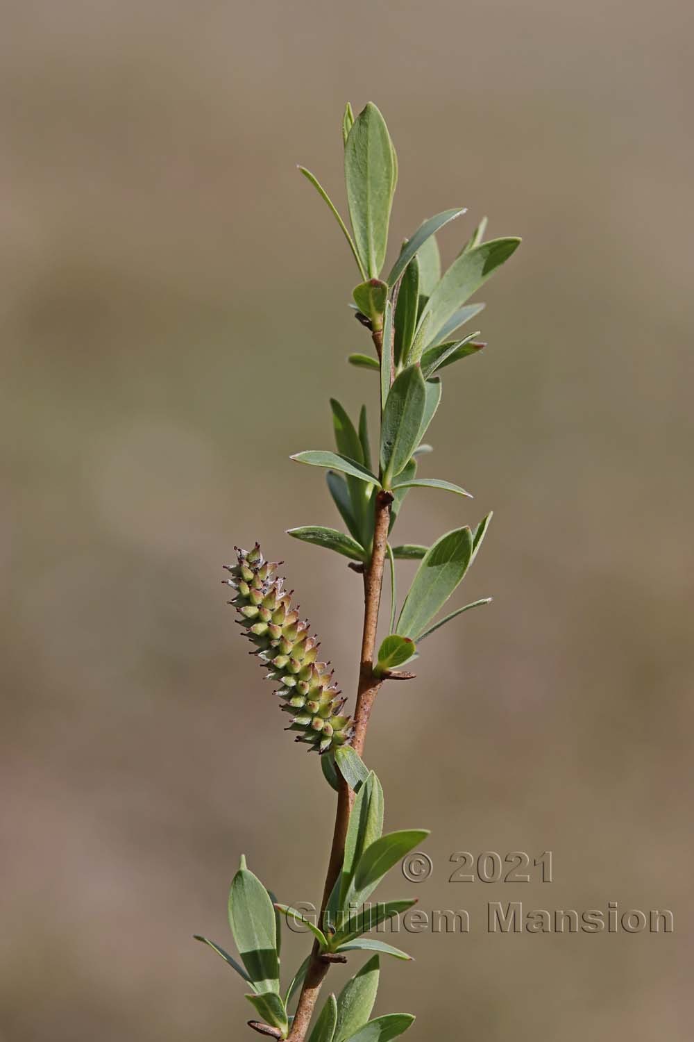 Salix purpurea