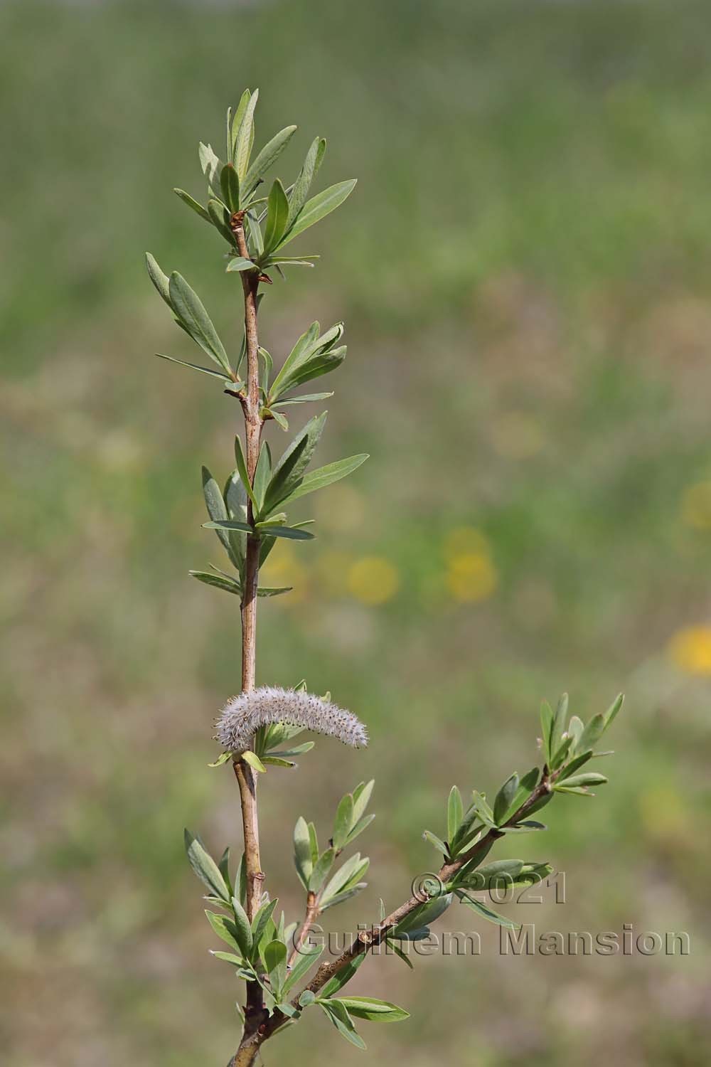 Salix purpurea