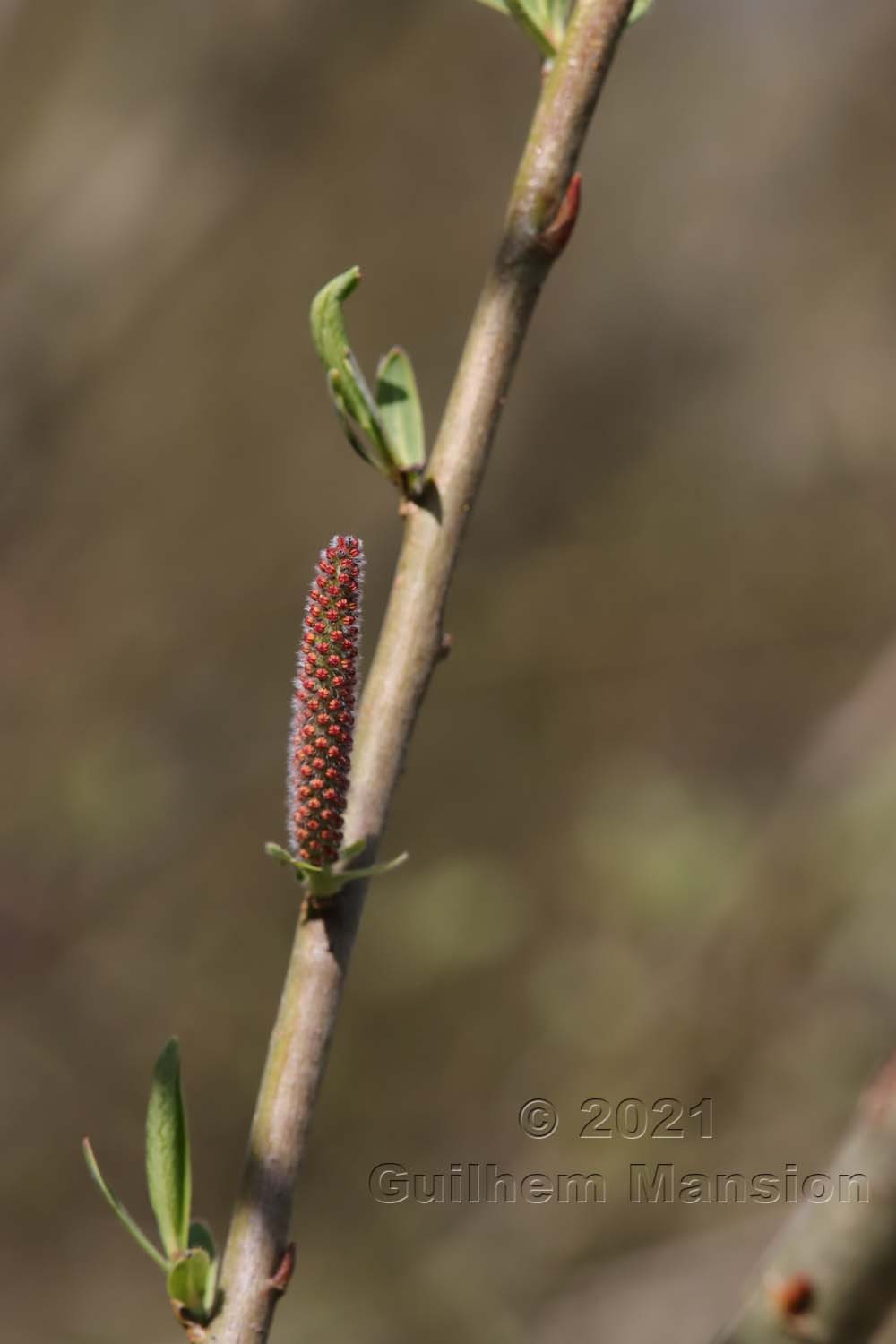 Salix purpurea