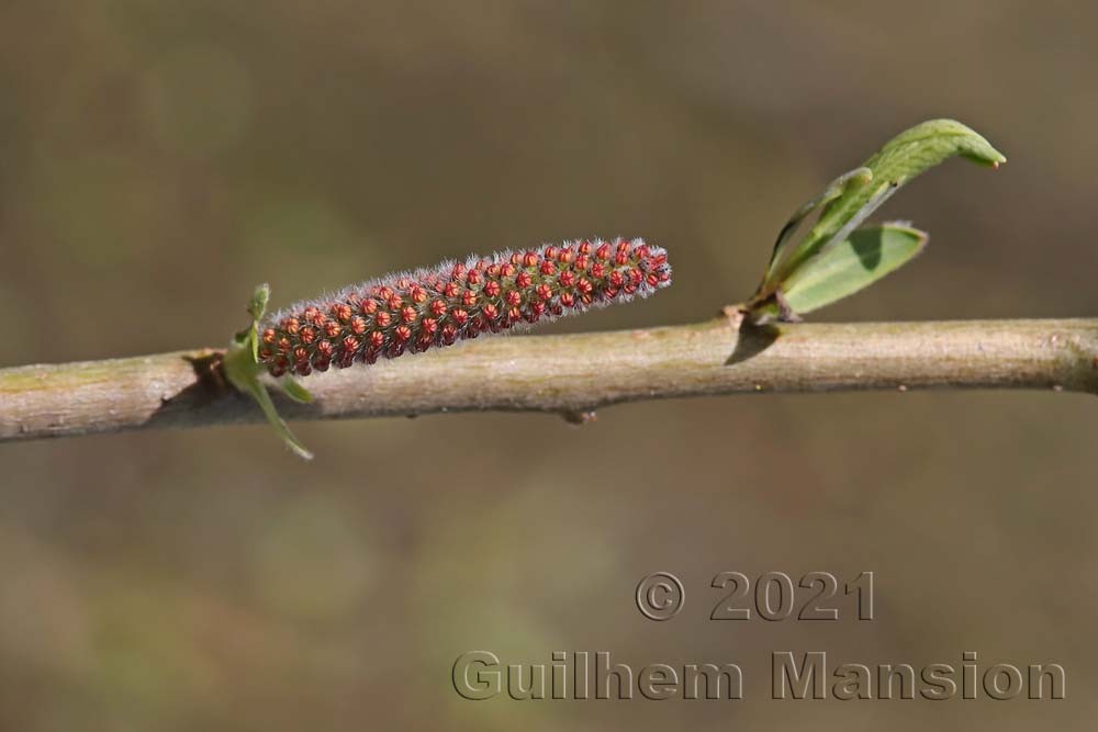 Salix purpurea